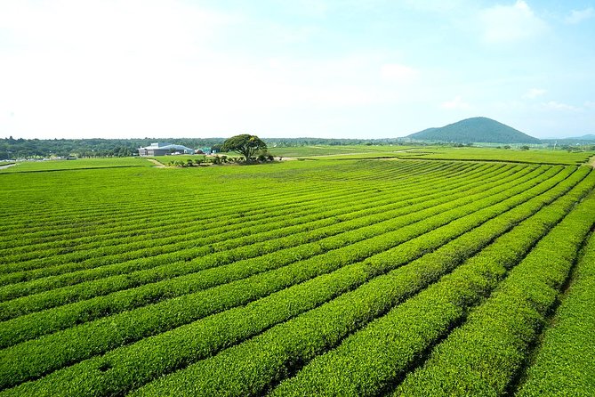 10day Small Group Discover Korea Tour : History, Food and Culture - Seoul Core on Days 7–8: Palaces, Hanok Alleys, Markets, and Tower Views