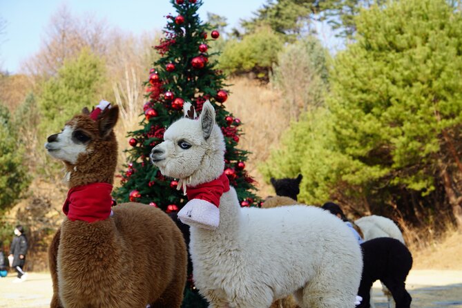 Alpaca, Nami, Eobi with Rail Bike or Strawberry - Key things to know before you go