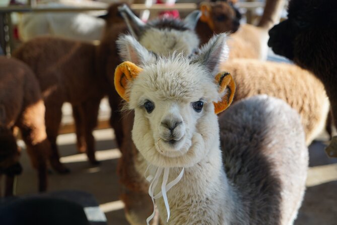 Alpaca, Nami, Eobi with Rail Bike or Strawberry - Winter Seoul made easy: alpacas, Nami Island, and Eobi ice in one loop