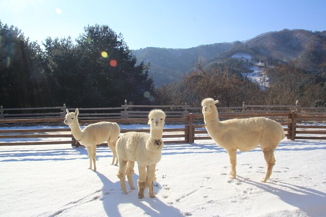 Alpaca, Nami, Eobi with Rail Bike or Strawberry - Alpaca World: your one-hour window with fluffy friends
