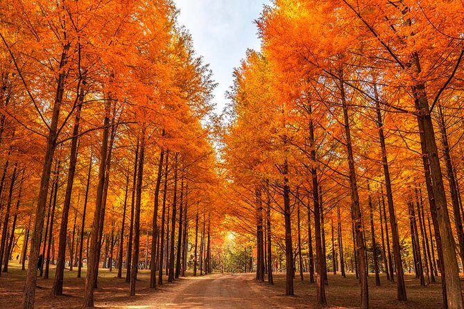 Alpaca, Nami, Petite Fr, Italian Village, Garden of Morning Calm - Nami Island: Winter Sonata Roots and Tree-Lined Walking