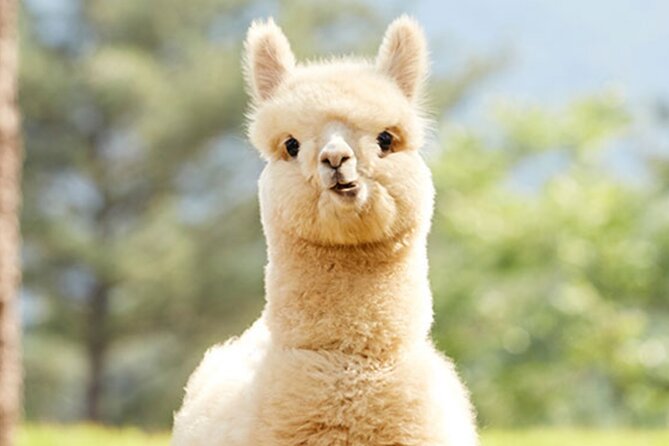 Alpaca World with Gangchon Rail Park One Day Tour - The outdoor rules that can affect your enjoyment