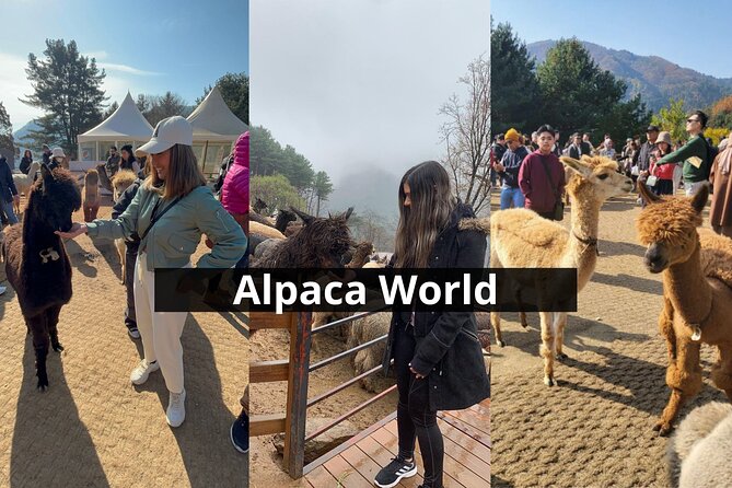 Alpaca World with Gangchon Rail Park One Day Tour - Price and value: what $86.20 covers, and why it can be fair