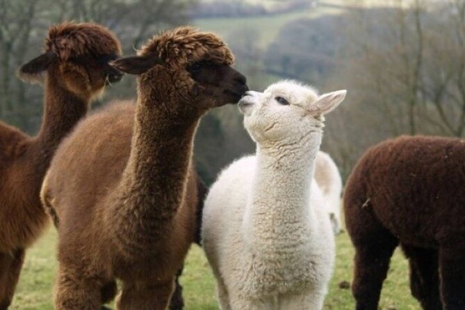 Alpaca World with Gangchon Rail Park One Day Tour - Group size and guide style: what to expect from the day