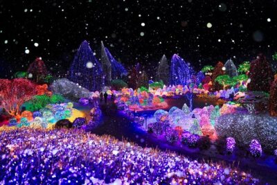 Eobi Ice Valley& Nami Island with Garden of Morning Calm Trip - Nami Island: Winter Sonata Trees and a Real Stroll