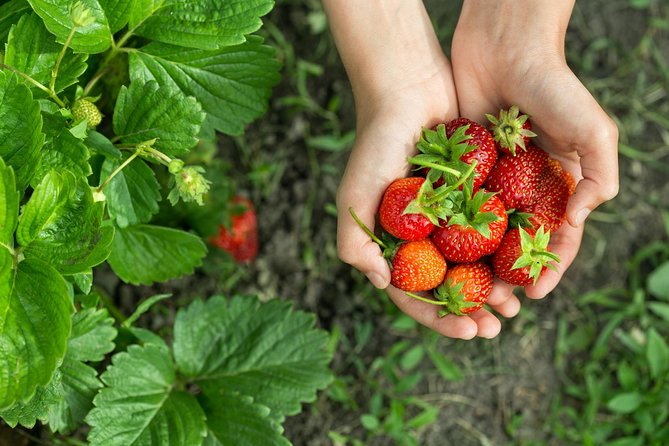 Eobi Valley(Winter), Strawberry, Nami Island & Railbike fr Seoul - Price and Value: What $82.86 Covers