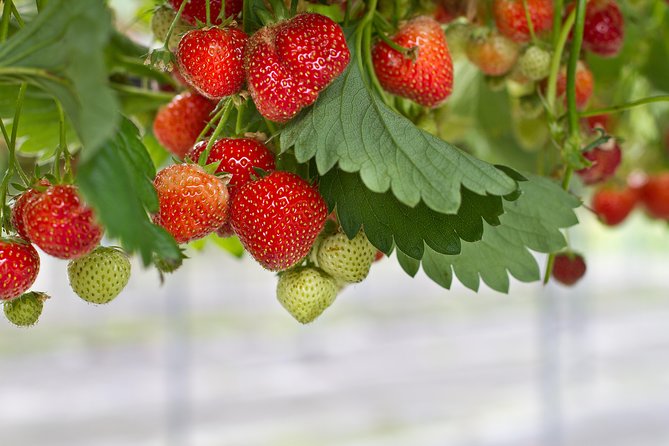 Eobi Valley(Winter), Strawberry, Nami Island & Railbike fr Seoul - Stop 2: Nami Island Walks, Bike Rentals, and Lunch on the Island