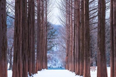 Eobi Valley(Winter), Strawberry, Nami Island & Railbike fr Seoul - Getting Out of Seoul: Round-Trip Transport That Saves Your Energy