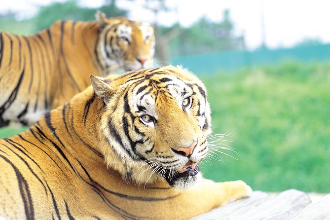 Everland Amusement Park with free-ride Ticket - Why Everland Resort is worth a full day in Yongin
