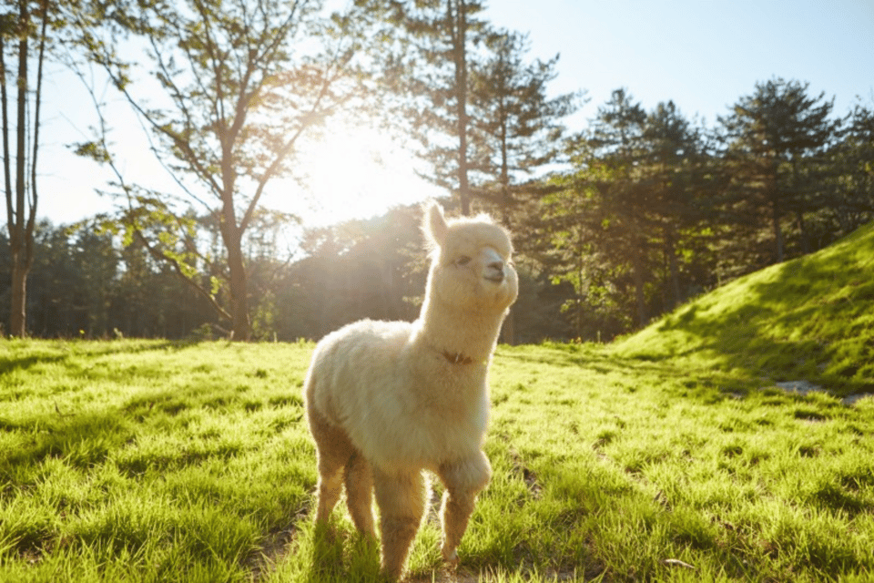 From Seoul: Full Day Trip to Alpaca Farm with Rail Bike - A countryside adrenaline day: alpacas, rail bikes, and luge