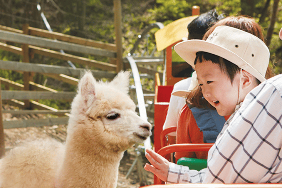 From Seoul: Full Day Trip to Alpaca Farm with Rail Bike - Timing and comfort: a 10-hour day that stays fun (if you plan)