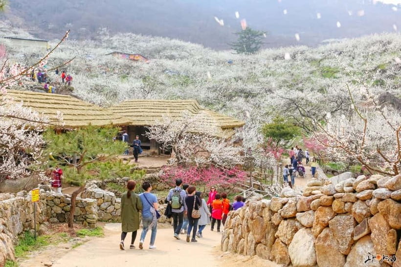 From Seoul: Korea Spring Cherry Blossom Day Tour - Quick hits before you go