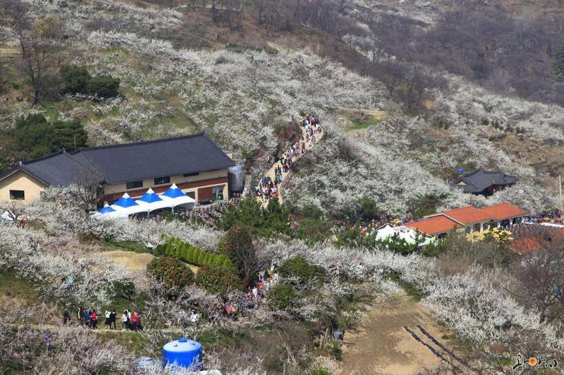From Seoul: Korea Spring Cherry Blossom Day Tour - Price and logistics: is $66 good value for a 16-hour day?
