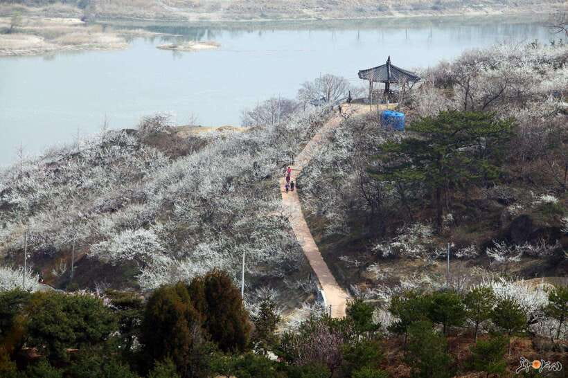 From Seoul: Korea Spring Cherry Blossom Day Tour - Gwangyang Maehwa Village and the Seomjin River plum-blossom effect