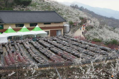 From Seoul: Korea Spring Cherry Blossom Day Tour - Double-check the route option: stops vary by selection