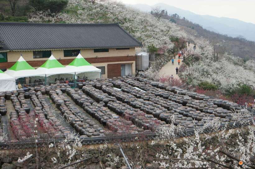 From Seoul: Korea Spring Cherry Blossom Day Tour - Double-check the route option: stops vary by selection
