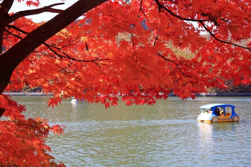 From Seoul: Pocheon, Sanjung Lake and Bidulginang Fall Trip - Herb Island and Pink Muhly Grass: fall color on plant power