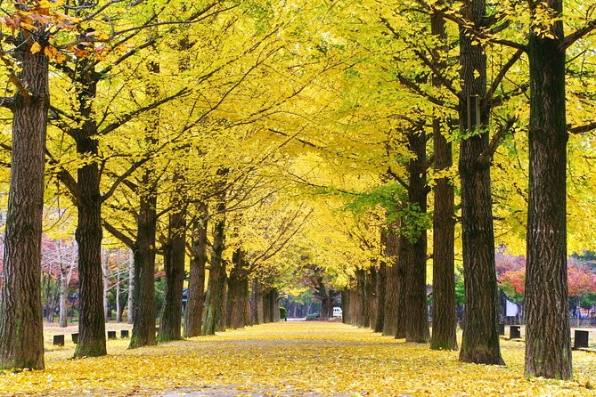 Full Day Private Tour Nami Island, Garden & Petite France - Petite France After Lunch: A Small French Village With Big Visual Payoff