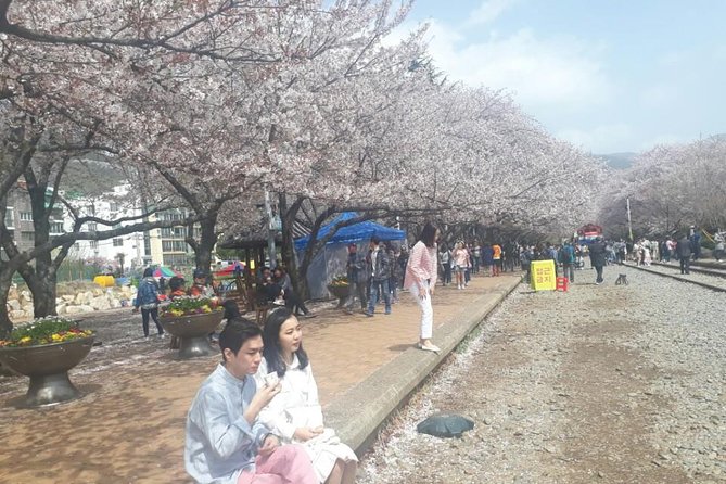 Jinhae Cherry Blossom + Busan Sunrise from Seoul - Haeundae Beach at the start of the day: easy coastal vibes (and snack reality)