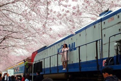 Jinhae Cherry Blossom + Busan Sunrise from Seoul - Price and value: what $108.49 actually covers