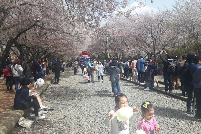 Jinhae Cherry Blossom + Busan Sunrise from Seoul - Yeojwacheon Stream and Gyeonghwa Station: where the petals become the plan