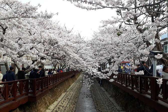 Jinhae Cherry Blossom + Busan Sunrise from Seoul - Mt. Jaehwangsan: the hill-area cherry view you’ll benefit from