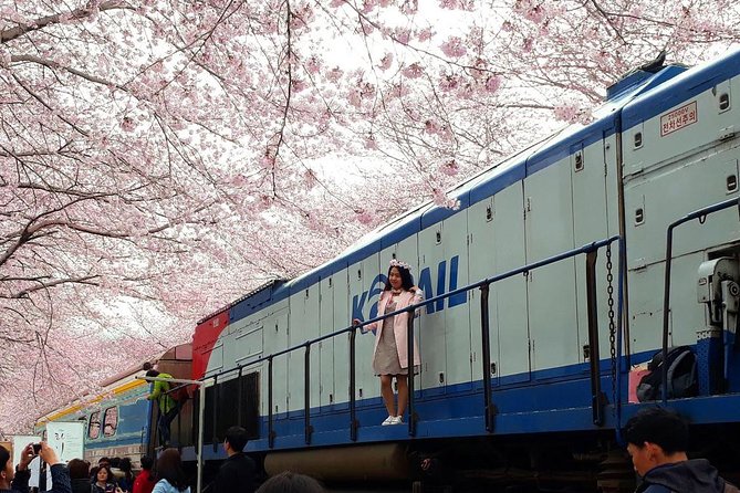 Jinhae Cherry Blossom + Busan Sunrise from Seoul - Price and value: what $108.49 actually covers