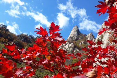 Mt. Seorak+Nami Island+Garden of Morning Calm Day Trip from Seoul - Price and What You Actually Get for $95.18
