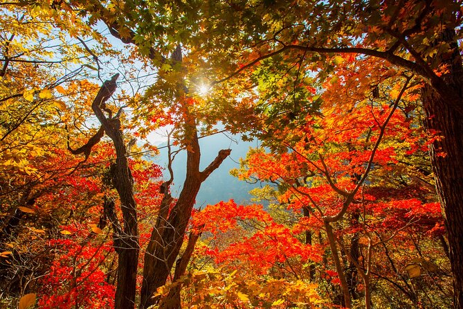 Naejangsan National Park Autumn Foliage One Day Tour from Seoul - Shuttle Bus + Admission: Less Friction, More Walking Time