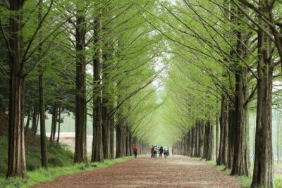 Nami Island & Petite France with Italian Village One-Day Tour - Nami Island: tree-lined walks and Winter Sonata season energy