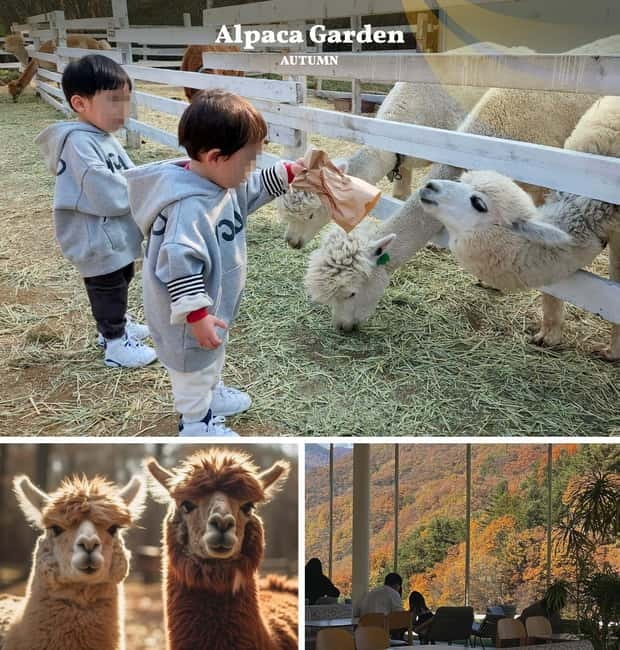 Nami Island, Railbike & Alpaca Garden Day Trip from Seoul - Gangchon Railbike: pedaling old tracks through fall valleys