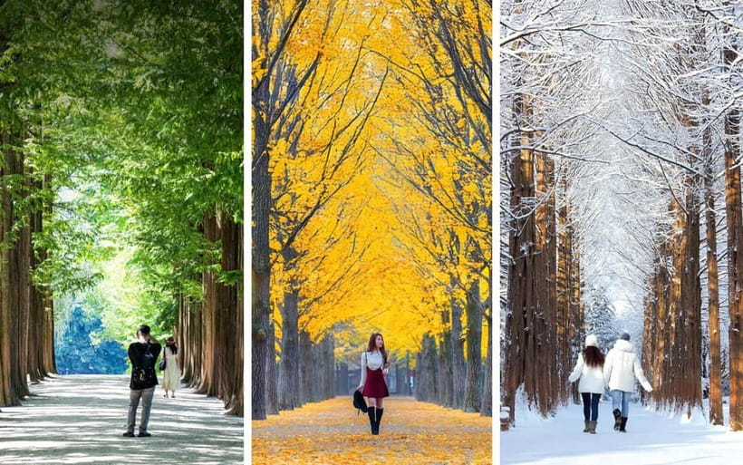 Nami Island, Railbike & Alpaca Garden Day Trip from Seoul - Price and logistics: what $78 really buys you