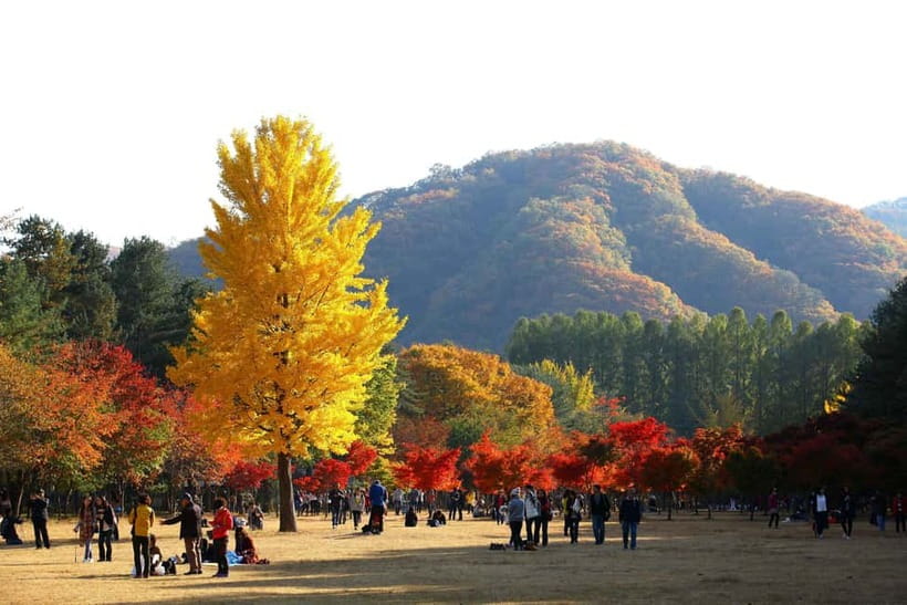 Nami & Maple Road & Theatre des Lumieres Day Tour from Seoul - Key Points at a Glance