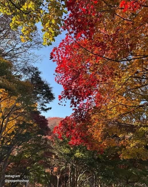 Nami & Maple Road & Theatre des Lumieres Day Tour from Seoul - What’s Included (and What You’ll Need to Bring)