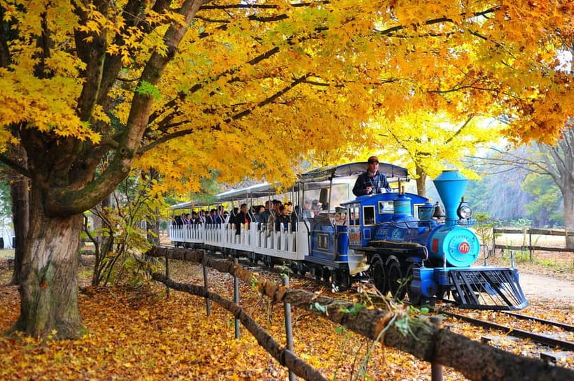 Nami & Maple Road & Theatre des Lumieres Day Tour from Seoul - Value for Money: Is $56 Worth It?