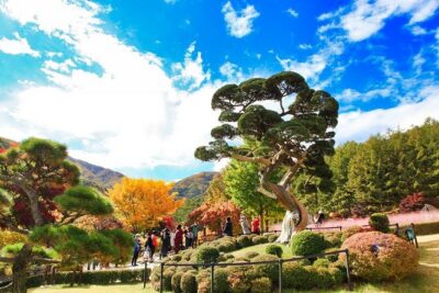 One Day Private Tour-Nami, Petite and Garden of Morning Calm - Nami Island: Winter Sonata scenery with time to actually wander