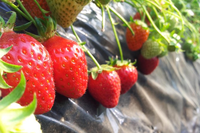 [Perfect Private Tour] Nami island, Petite France and Organic Strawberry Farm - Private Day Trip: The Real Value Is Less Thinking