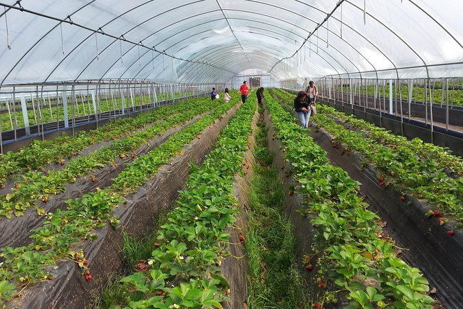 [Perfect Private Tour] Nami island, Petite France and Organic Strawberry Farm - Price and Value: When $198 Makes Sense
