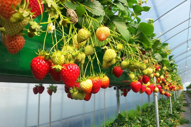 [Perfect Private Tour] Nami island, Petite France and Organic Strawberry Farm - Who This Tour Fits Best (And Who Should Skip It)