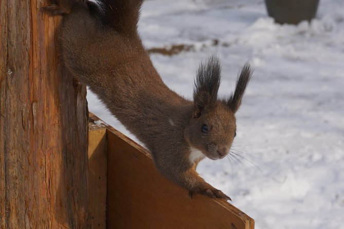 Private Tour: Nami Island& (Alpaca World 'or' Morning Calm)&Lunch - Who this tour fits best (and who might want to reconsider)