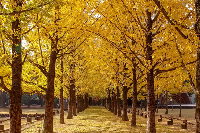 (Private tour) Nami Island + Railbike + Garden of morning calm - Who this tour fits best (and who might want something else)