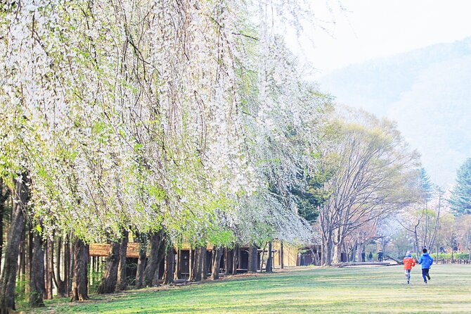 Private Tour to Alpaca world &Nami Island& Railbike with Tickets - Getting to Nami: Classic Ferry vs Zipwire vs Private Motorboat