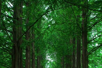 Private Tour to Alpaca world &Nami Island& Railbike with Tickets - Alpaca World: Forest Farm Time With Feeding Included