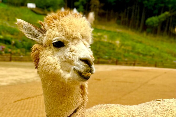 Private Tour to Alpaca world &Nami Island& Railbike with Tickets - Weather, Timing, and Comfort Tips That Actually Help