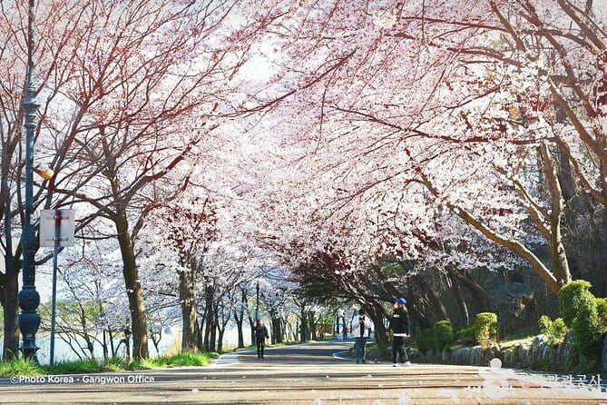 Seoraksan and Cherry Blossom Lake 1 day trip from Seoul - From Seoul To Sokcho: The Ride That Makes the Day Work