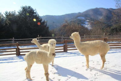 Seoul: Alpaca, Nami, Morning Calm or Eobi (+Rail Bike) - Alpaca World: Forest Alpacas and the Happy Fluffy Alpaca Photo