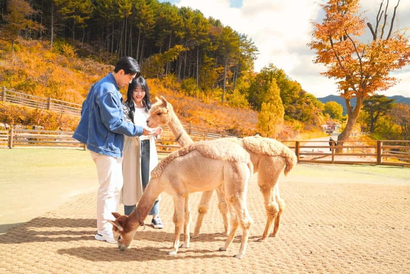 Seoul: Alpaca World and Nami Island (with Garden / Railbike) - From Seoul pickup to “alpaca first” energy