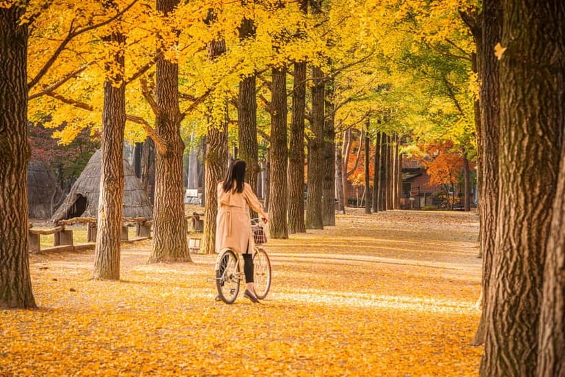 Seoul: Alpaca World & Nami Island optional Gangchon Railbike - Should You Book? My Practical Decision Guide