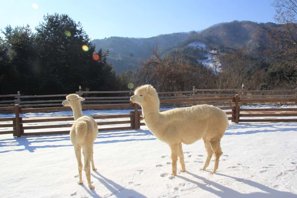 Seoul: Eobi Ice Valley, Alpaca World, Nami Island and More - Key highlights worth choosing this tour for