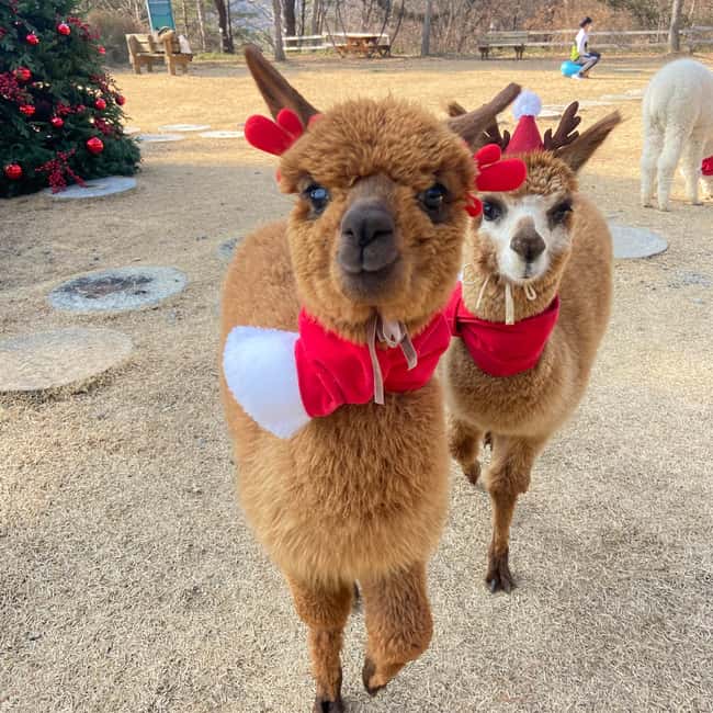 Seoul: Eobi Ice Valley, Alpaca World, Nami Island and More - What’s actually good value about this $83 price